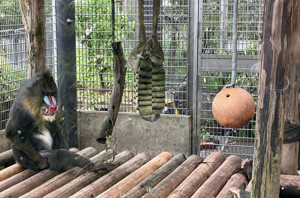 番外編！ もちむぎシリアルSDGsプロジェクト with 京都市動物園