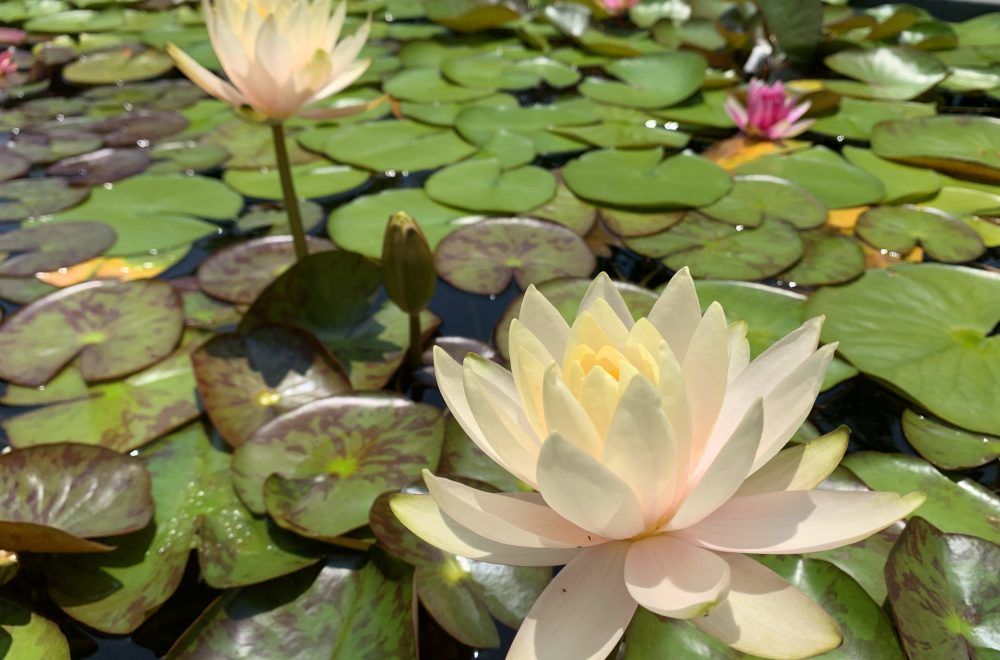 水生植物公園みずの森でスイレンを見る