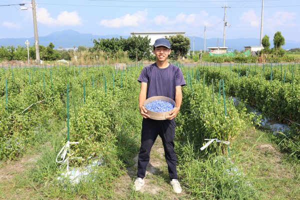 草津あおばなを栽培し、広めていく活動